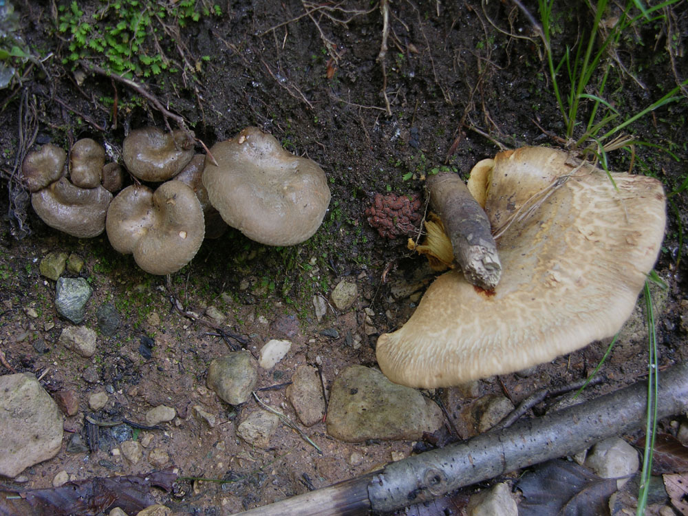 Paxillus ammoniovirescens,P.rubicundulus e P.involutus